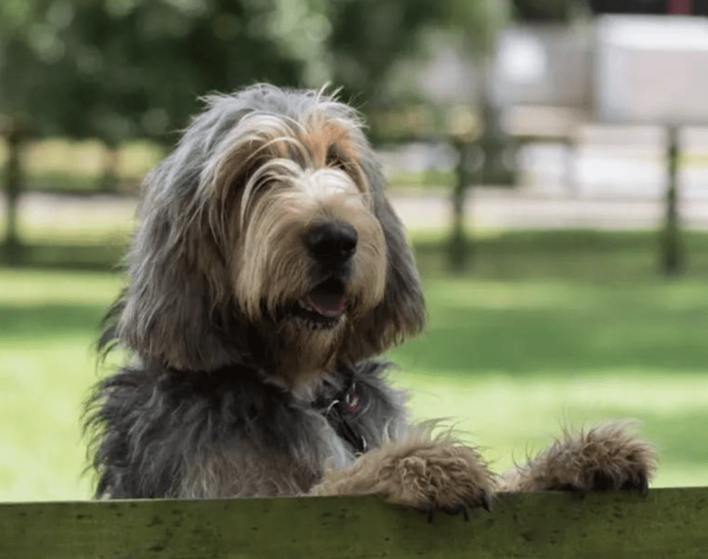 Rarest-Dog-Breeds-Otterhound